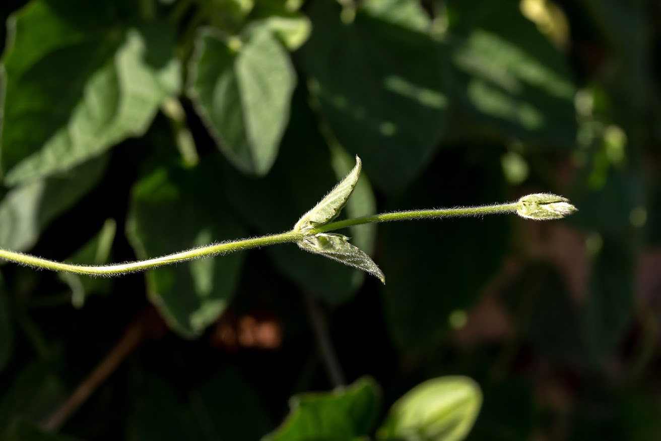 Image of Thunbergia alata specimen.