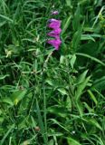 Gladiolus illyricus