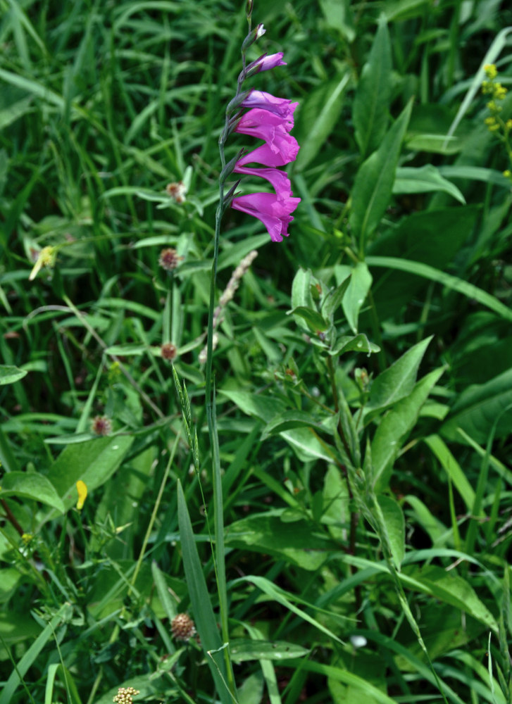 Image of Gladiolus illyricus specimen.