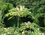 Aralia elata