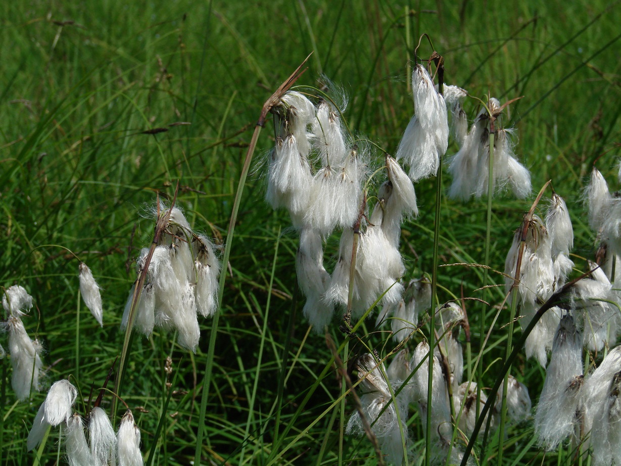 Изображение особи Eriophorum angustifolium.