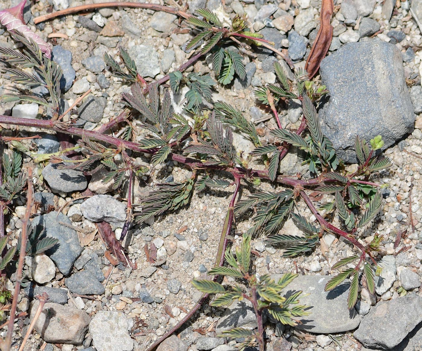 Изображение особи Desmanthus virgatus.