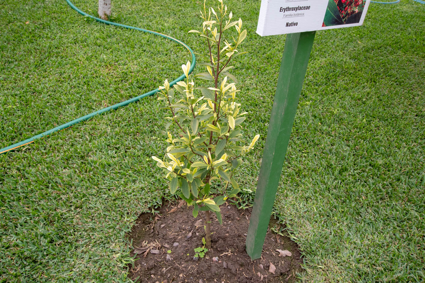 Изображение особи Erythroxylum coca.