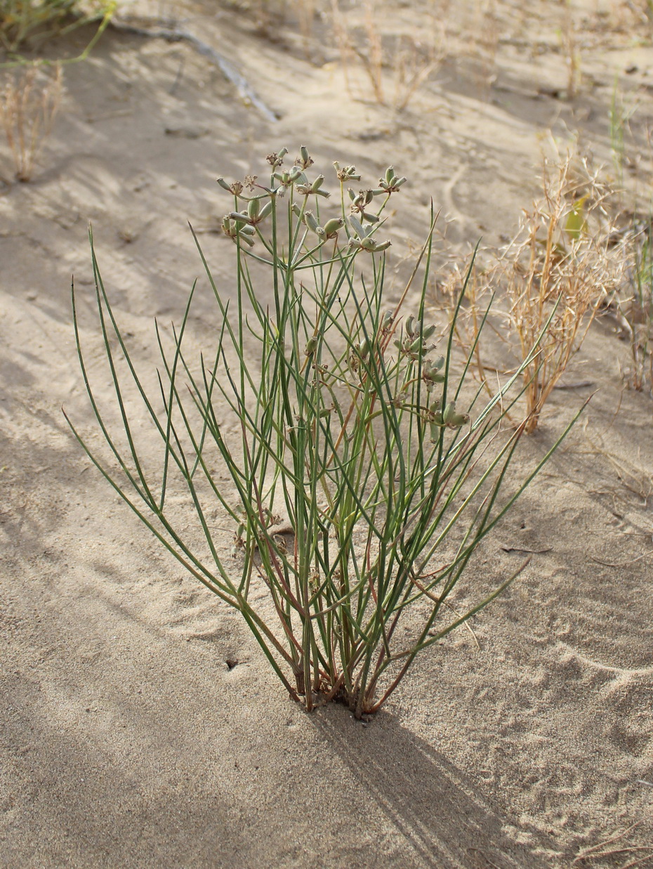 Image of Ferula karakumica specimen.