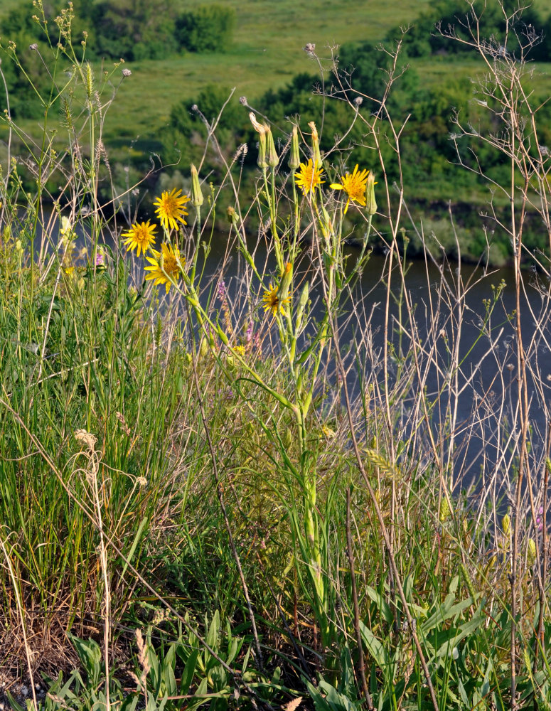 Изображение особи род Tragopogon.