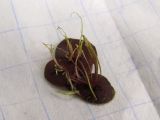 Spirodela polyrhiza