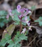 Corydalis paczoskii