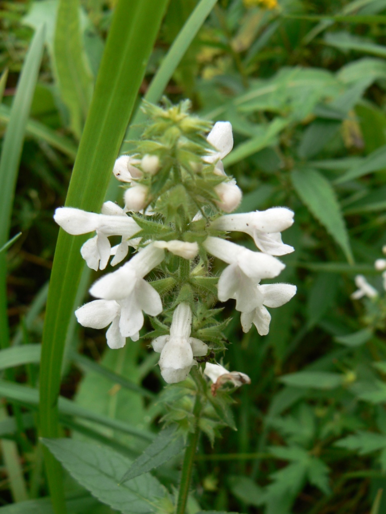 Image of Stachys annua specimen.