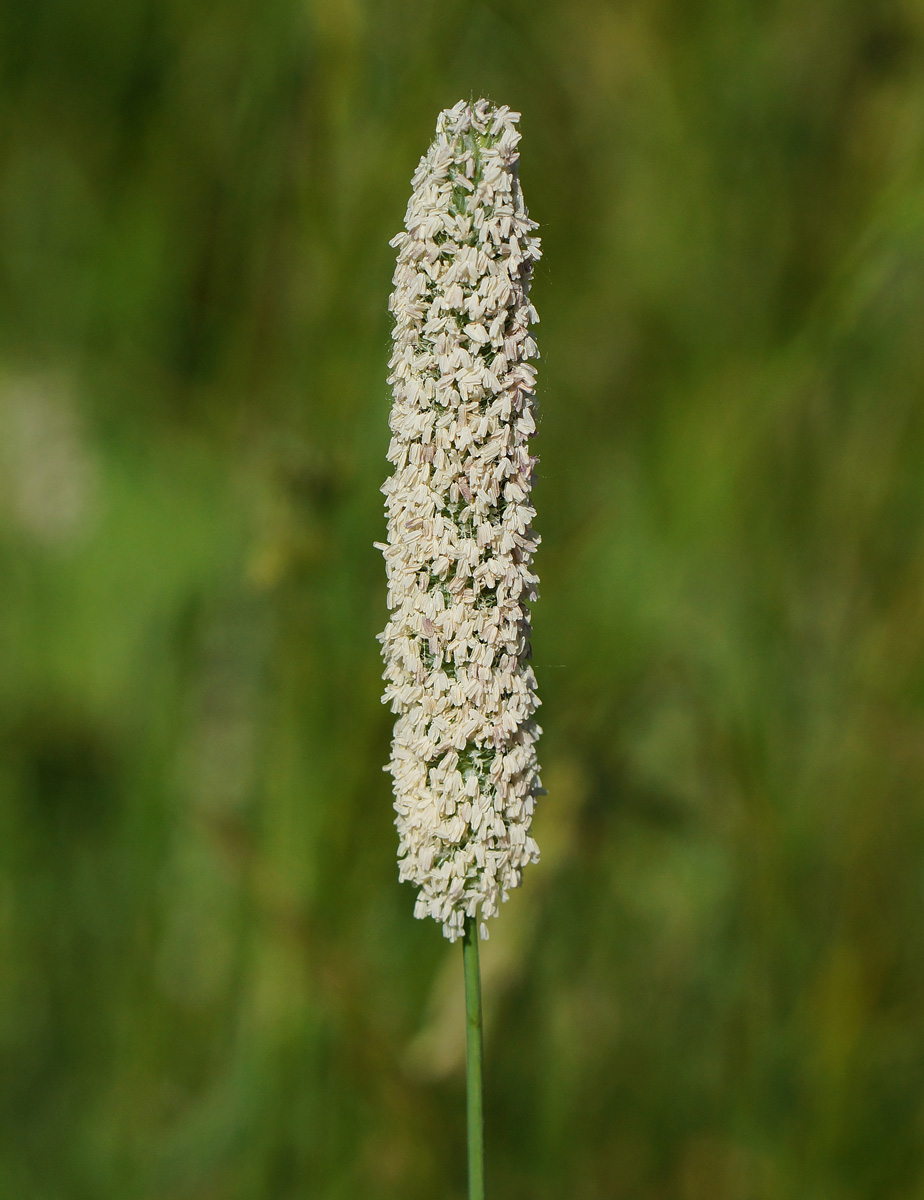 Image of Phleum pratense specimen.