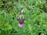 Cirsium pendulum