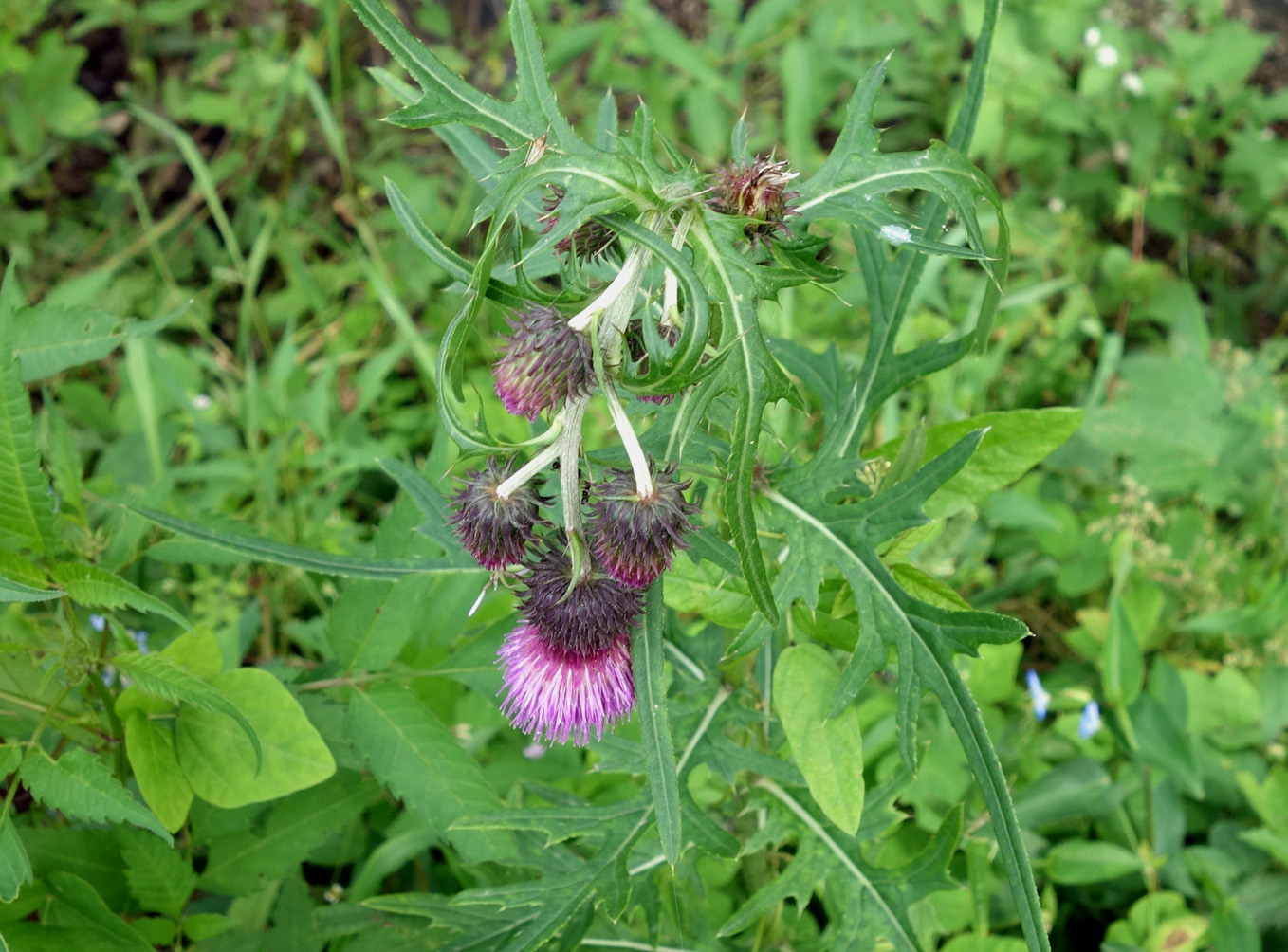 Изображение особи Cirsium pendulum.