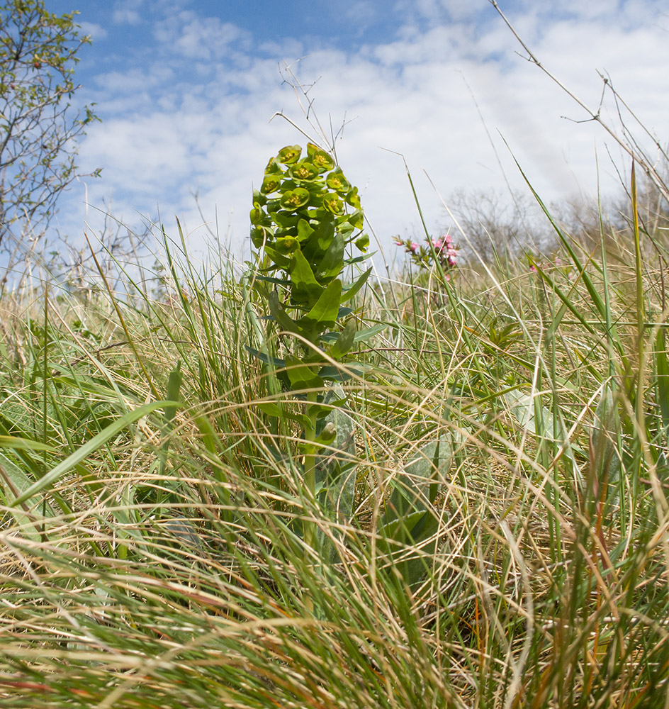 Image of Euphorbia condylocarpa specimen.