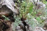Hypericum scabrum. Вегетирующее растение с зимними (на переднем плане) и летними (на заднем плане) побегами. Казахстан, Туркестанская обл., хр. Таласский Алатау, ущелье Иргайлы, около 1600 м н.у.м., на скале в расщелине камней. 30 апреля 2020 г.