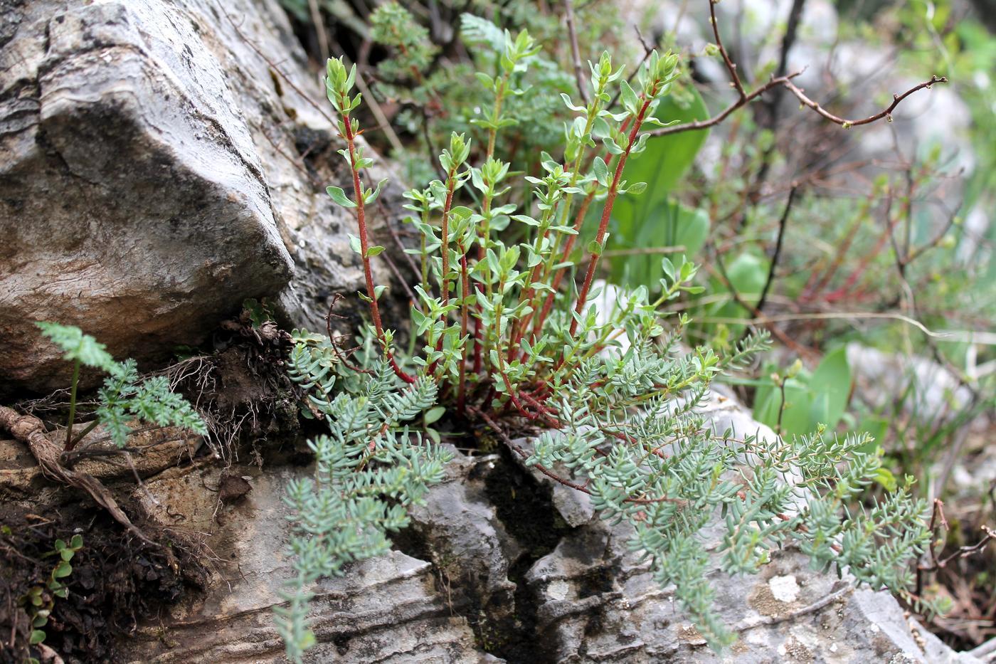 Изображение особи Hypericum scabrum.