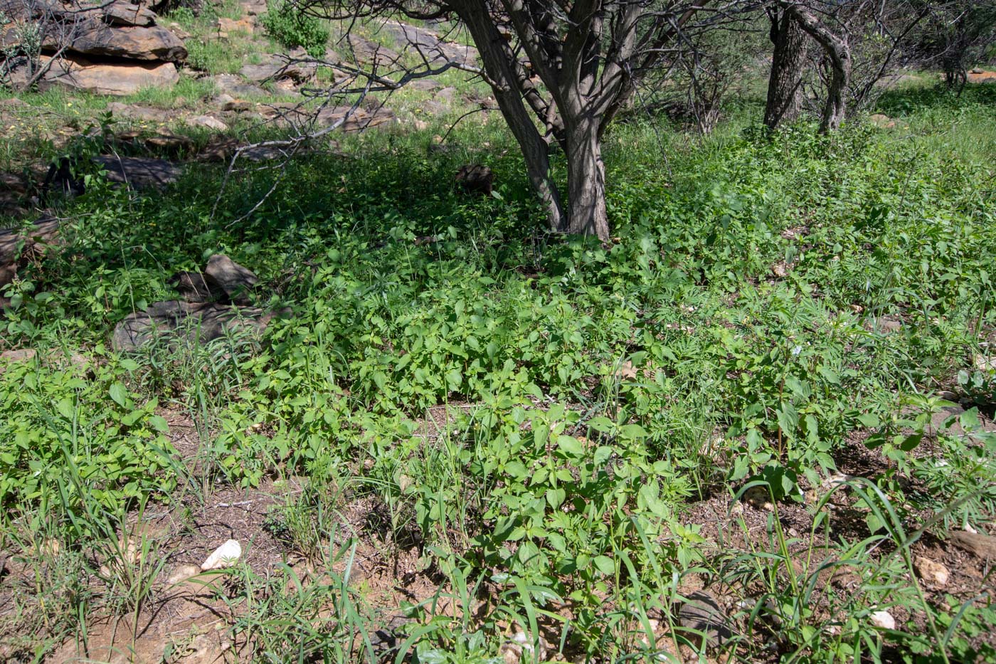 Изображение особи Achyranthes aspera var. sicula.