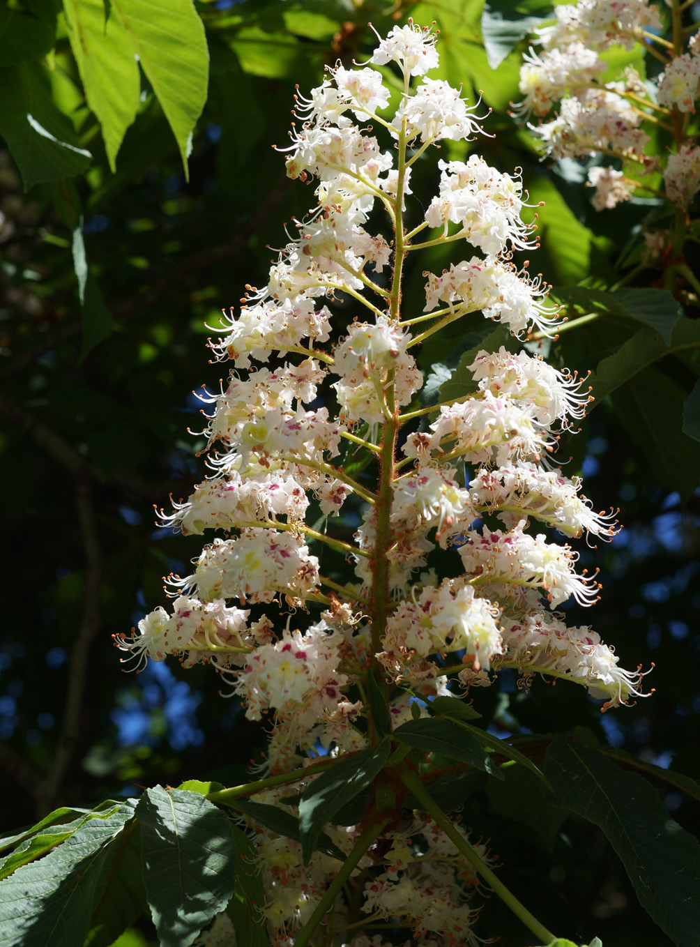 Image of Aesculus hippocastanum specimen.