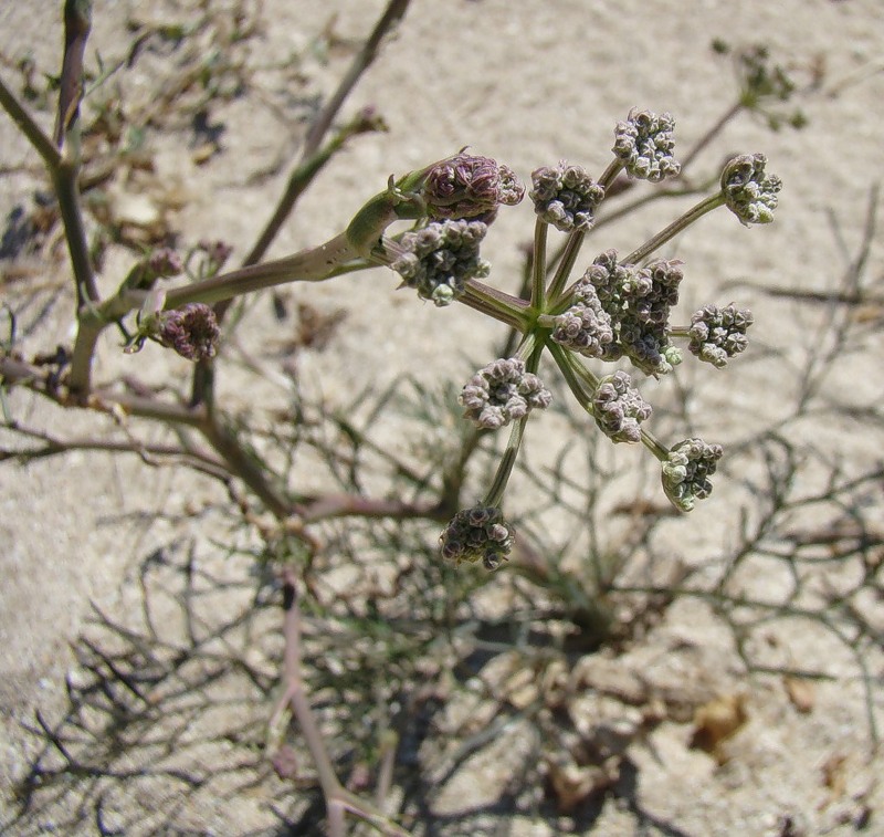 Image of Seseli arenarium specimen.