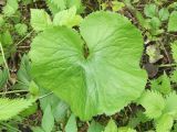 Ranunculus cassubicus