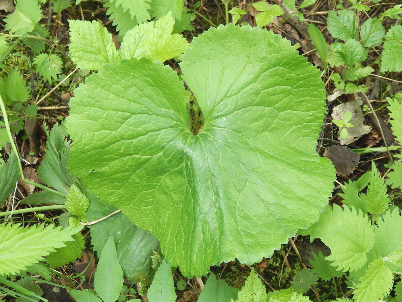 Изображение особи Ranunculus cassubicus.