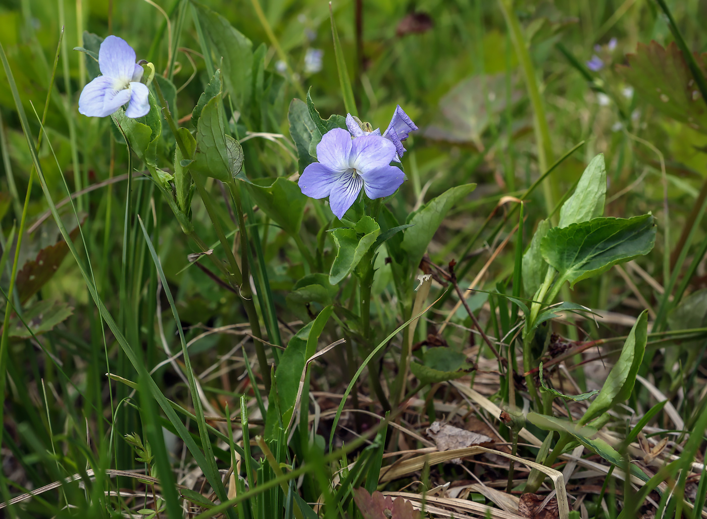 Image of genus Viola specimen.