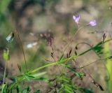 Vicia tetrasperma. Часть побега с цветками. Пермский край, г. Пермь, Кировский р-н, пос. Кировский, дол. р. Заборная, суходольный луг вдоль железнодорожной насыпи. 08.07.2020.