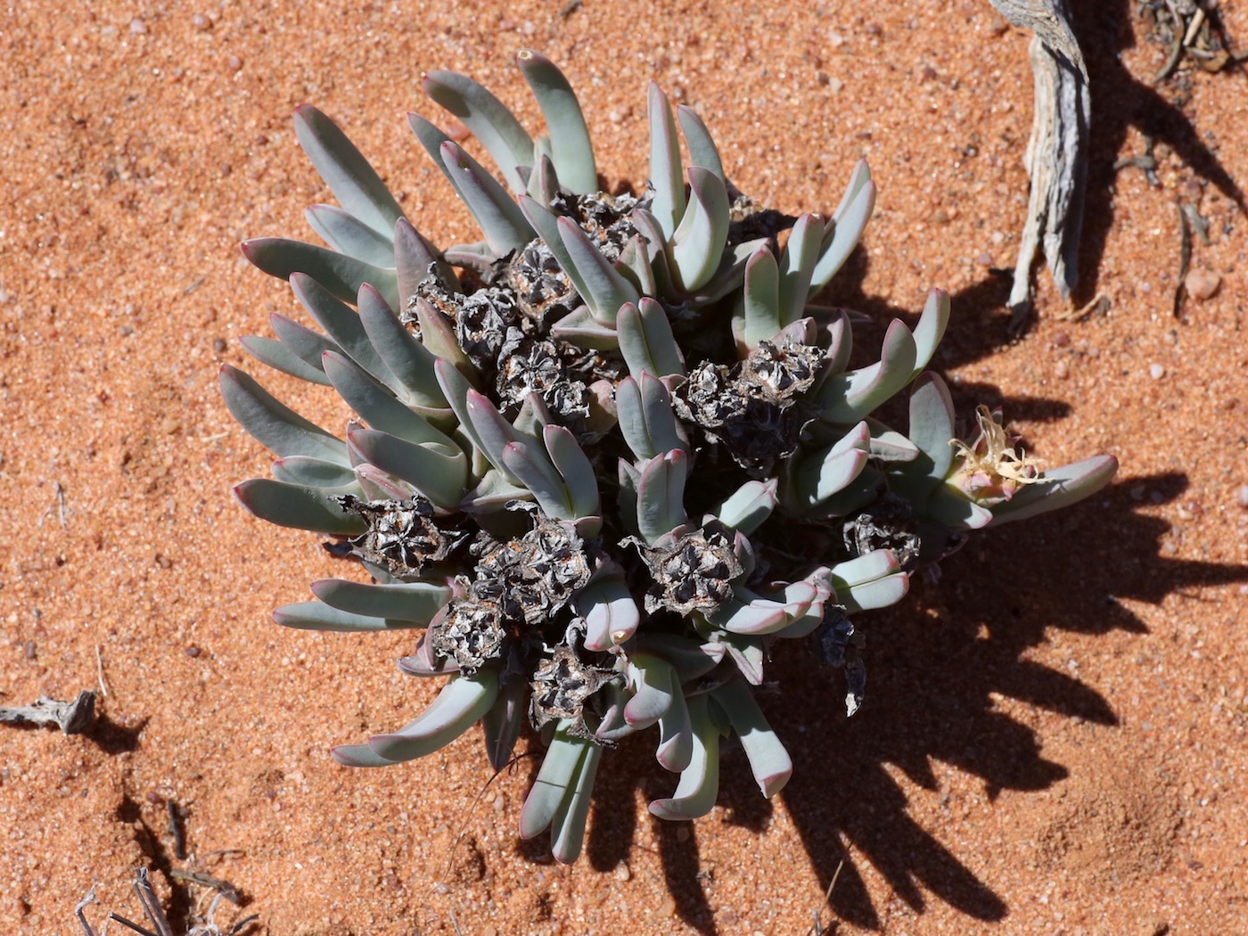 Image of Antimima ventricosa specimen.