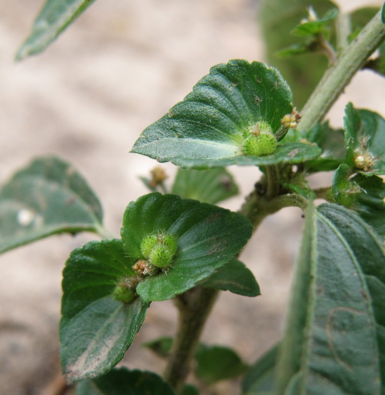 Изображение особи Acalypha australis.