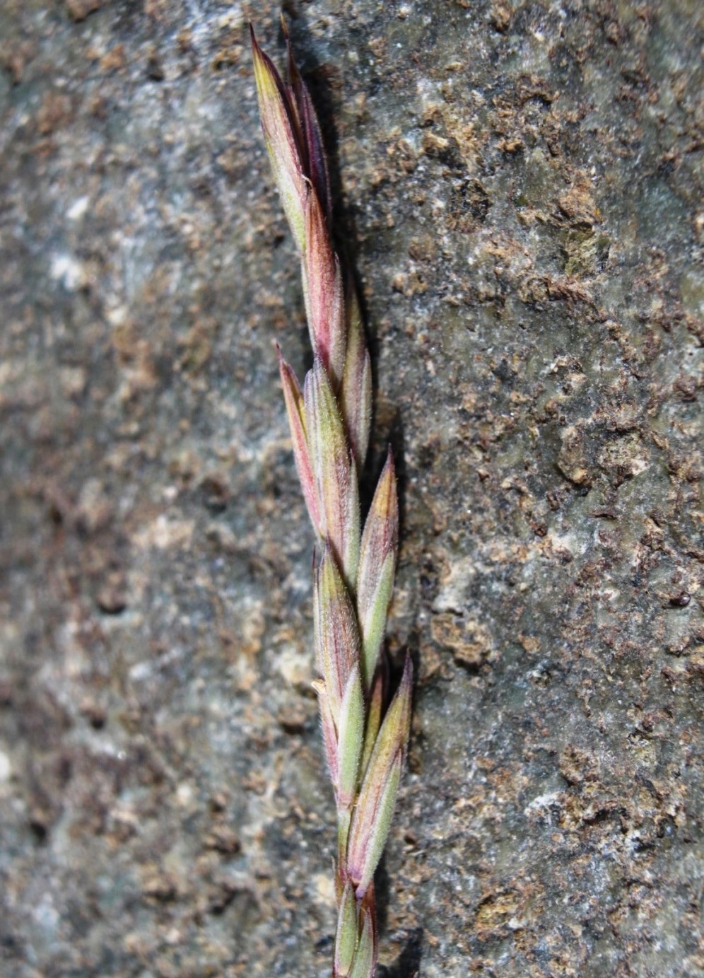 Изображение особи Elymus turuchanensis.