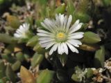 familia Aizoaceae. Верхушка побега с цветком. Испания, Каталония, провинция Girona, Costa Brava, Blanes, ботанический сад \"Pinya de Rosa\". 27 октября 2008 г.