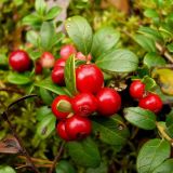 Vaccinium vitis-idaea. Побеги с плодами. Ленинградская обл., Выборгский р-н, экопоселение \"Ясное\". 31 августа 2008 г.