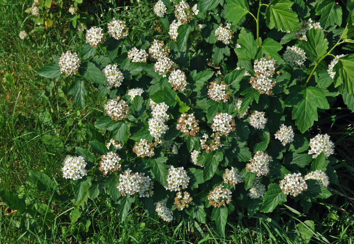 Изображение особи Physocarpus opulifolius.