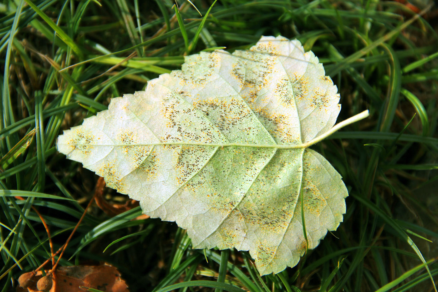 Изображение особи Betula pendula.