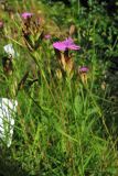 Dianthus seguieri subspecies glaber. Верхушки побегов с соцветиями. Финляндия, Хельсинки, ботанический сад \"Kaisaniemi\", в культуре. 2 августа 2010 г.