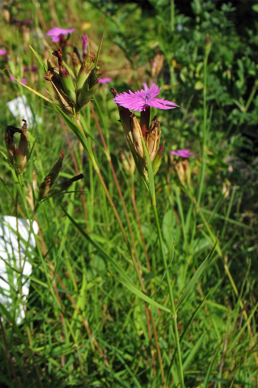 Изображение особи Dianthus seguieri ssp. glaber.