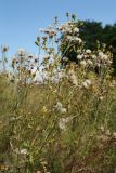 Senecio jacobaea. Верхушка плодоносящего растения. Псковская обл., окр. дер. Изборск, Труворово городище, суходольный луг. 10.08.2020.