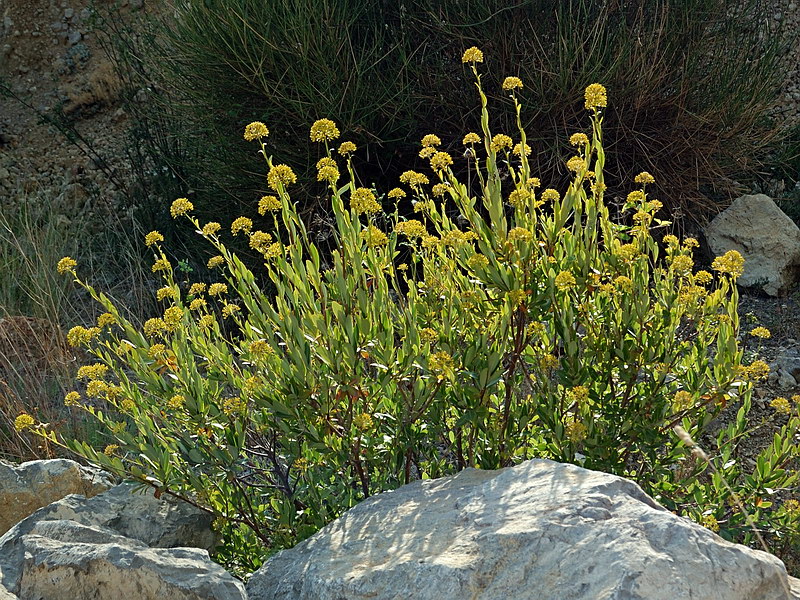 Image of Bupleurum fruticosum specimen.