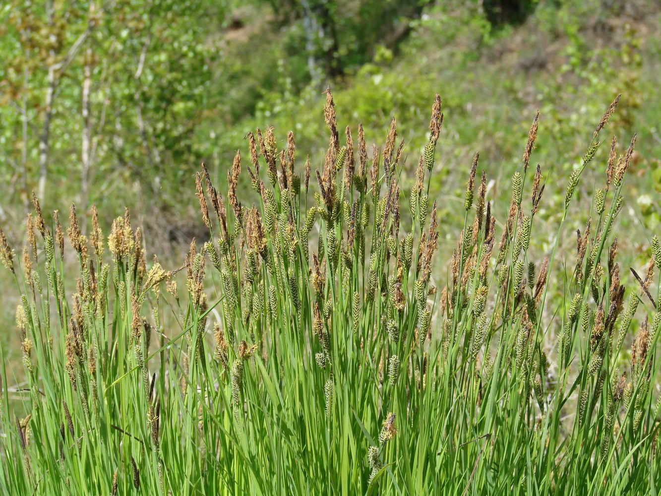 Изображение особи Carex cespitosa.