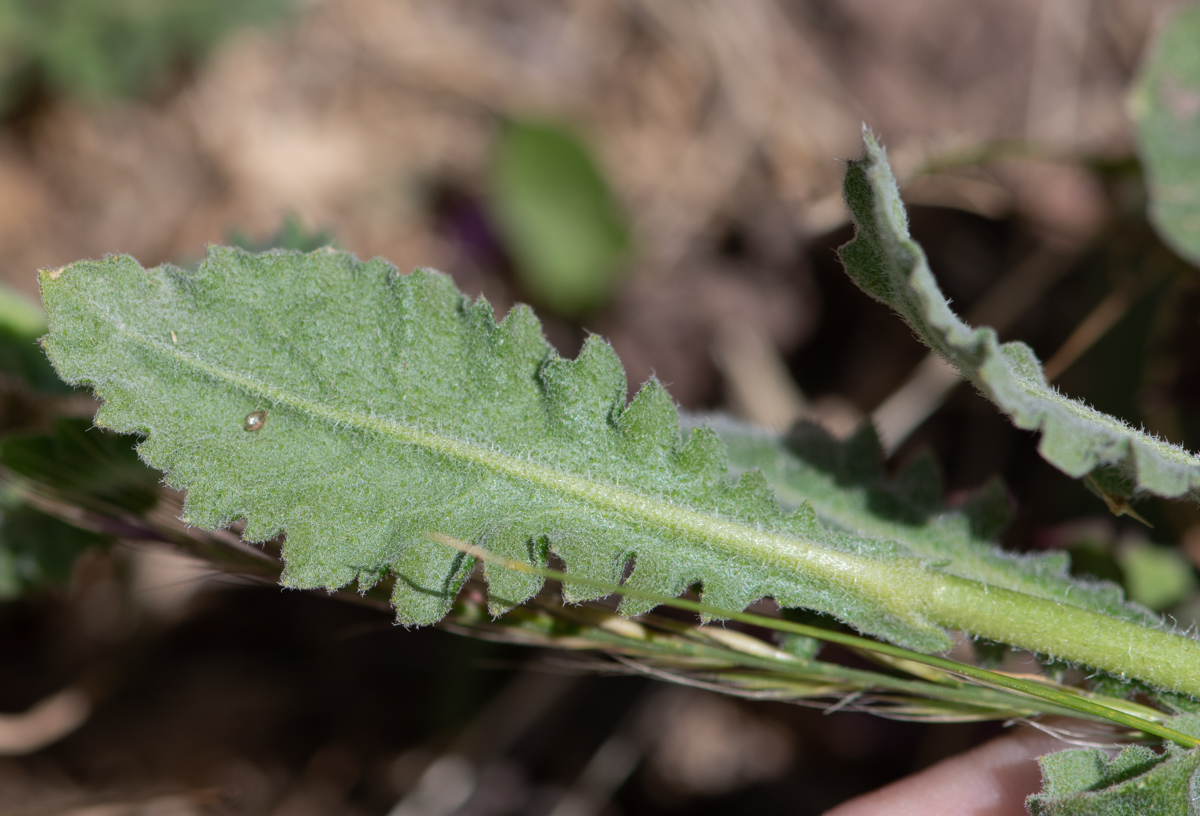 Изображение особи Exhalimolobos hispidulus.