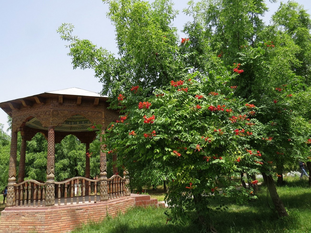 Image of Campsis radicans specimen.