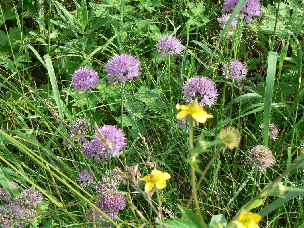 Image of Allium schoenoprasum specimen.