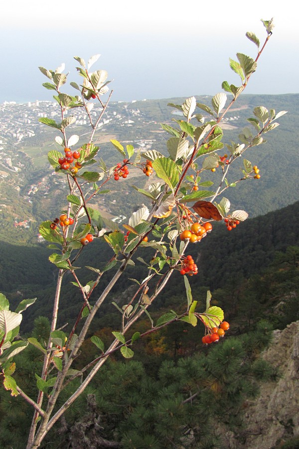 Изображение особи Sorbus taurica.