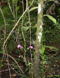 Centropogon urubambae