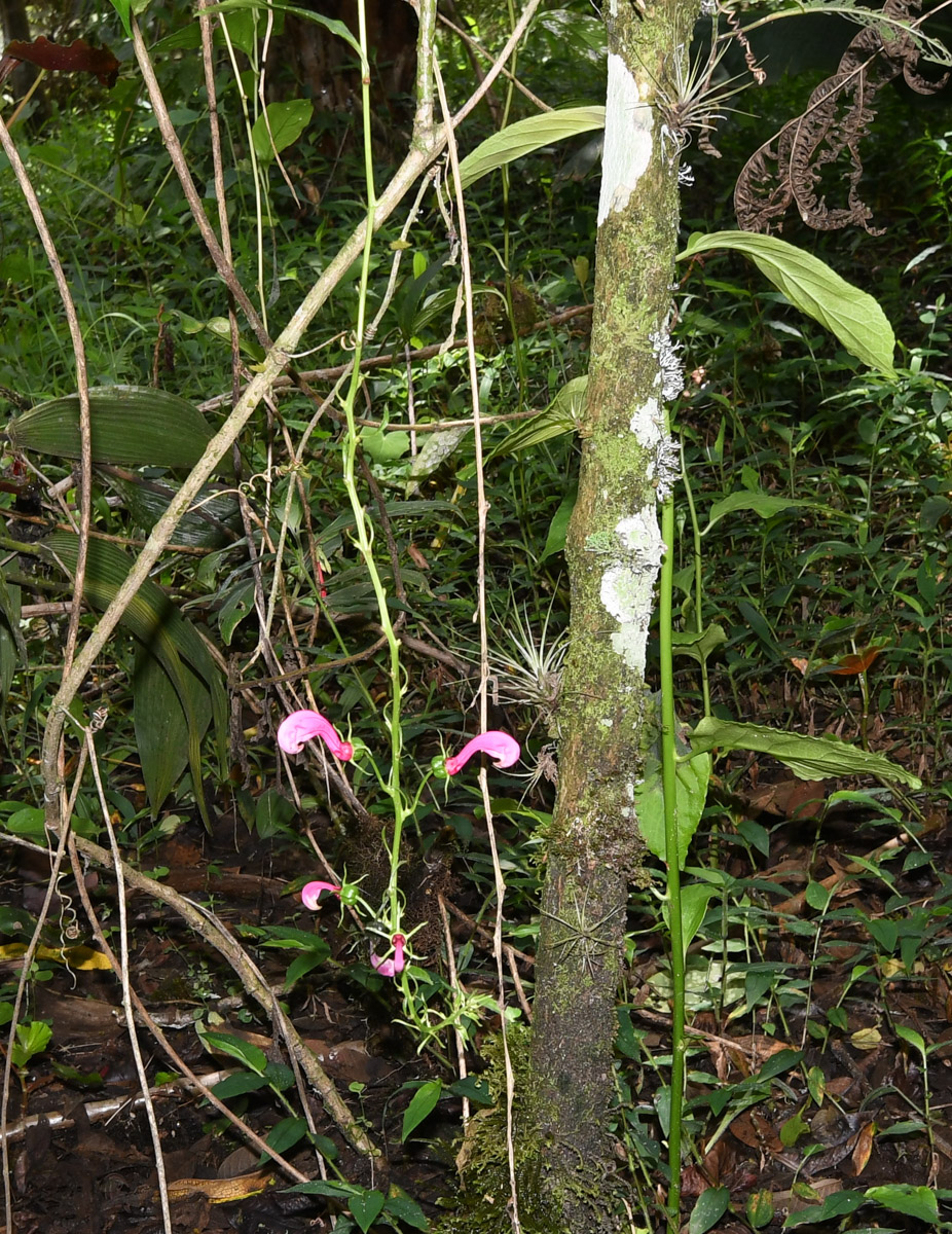 Image of Centropogon urubambae specimen.