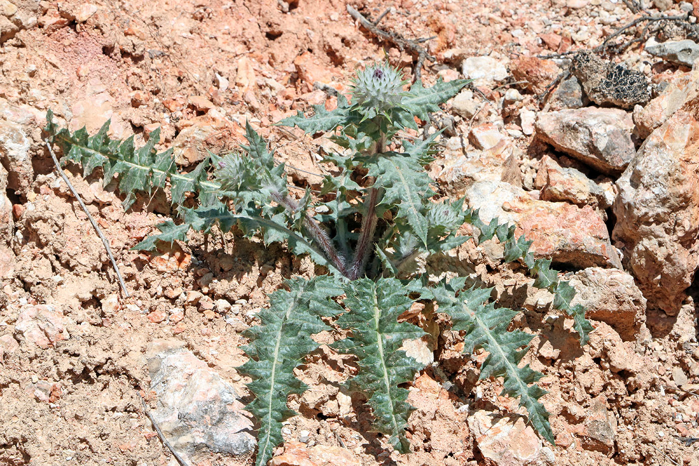 Image of Cousinia tianschanica specimen.