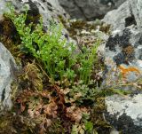 Asplenium ruta-muraria. Вегетирующее растение. Крым, гора Чатыр-Даг, нижнее плато, на скале. 30.05.2021.