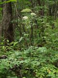 Angelica cincta