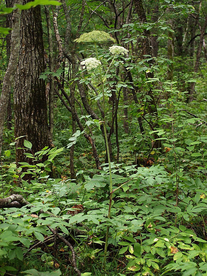 Image of Angelica cincta specimen.