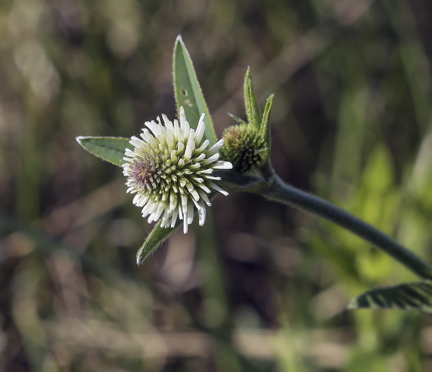 Изображение особи Trifolium montanum.