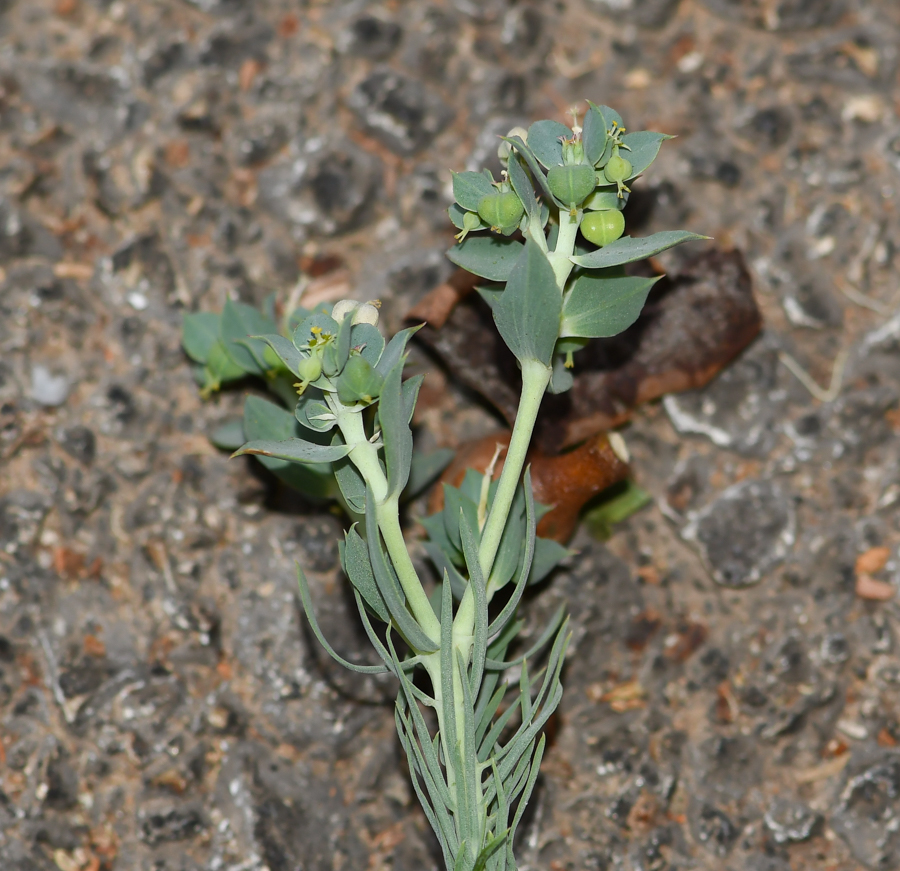 Изображение особи Euphorbia aleppica.