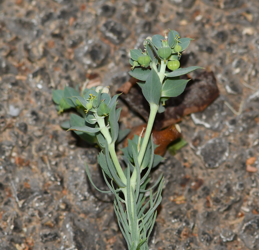 Image of Euphorbia aleppica specimen.